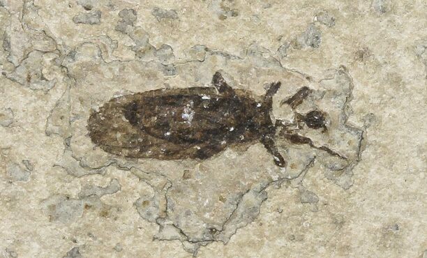 Fossil March Fly (Plecia) - Green River Formation #67642